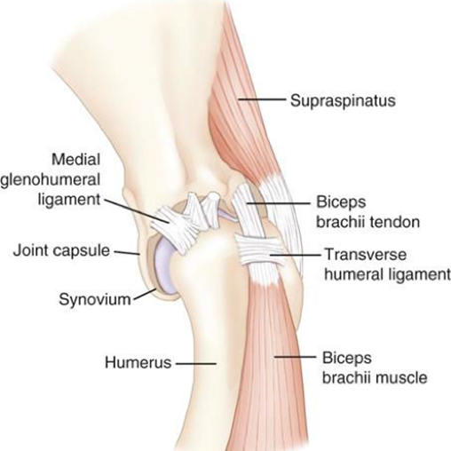 Basic Anatomy