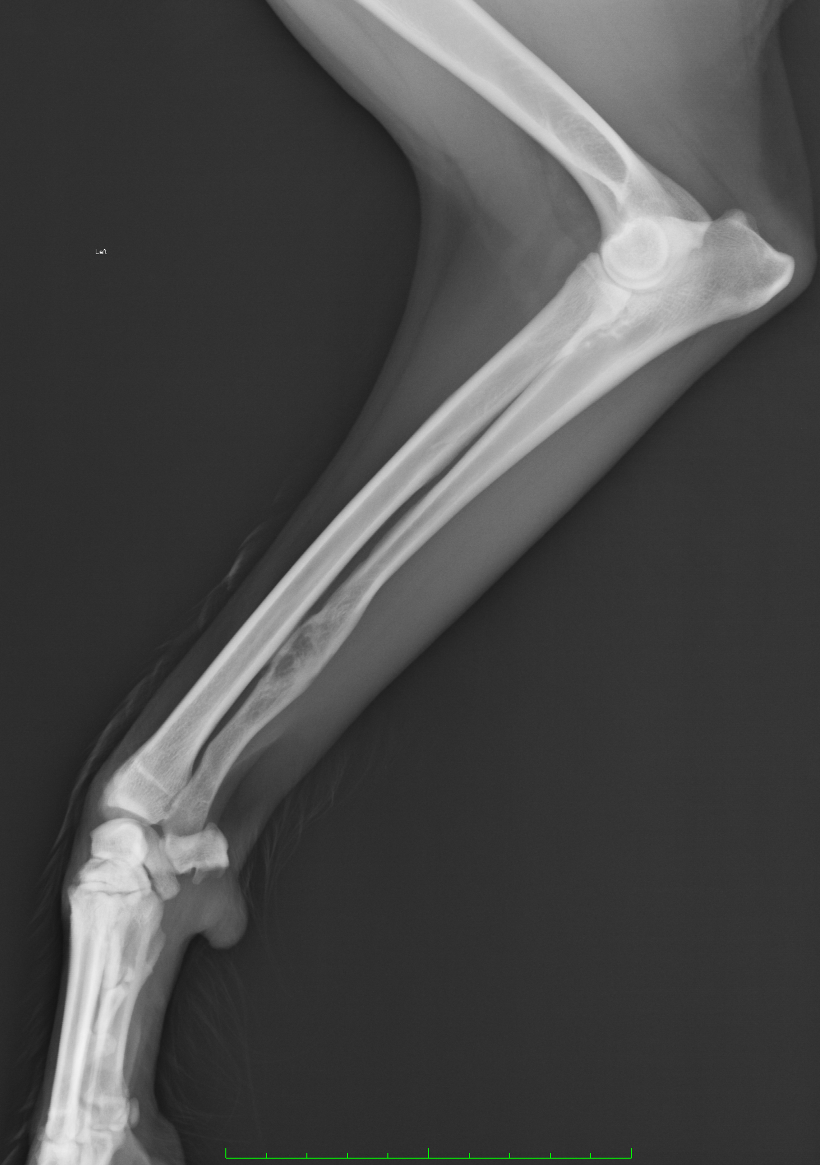 Radiography