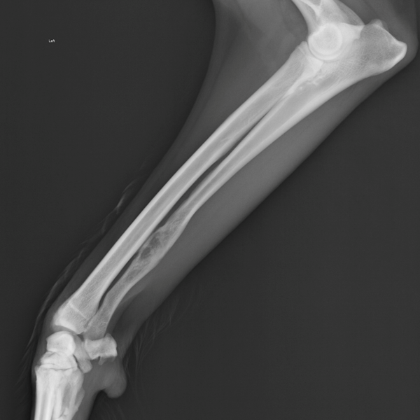 Radiography