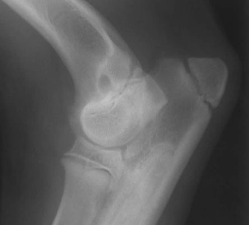 Panosteitis in a GSD puppy
