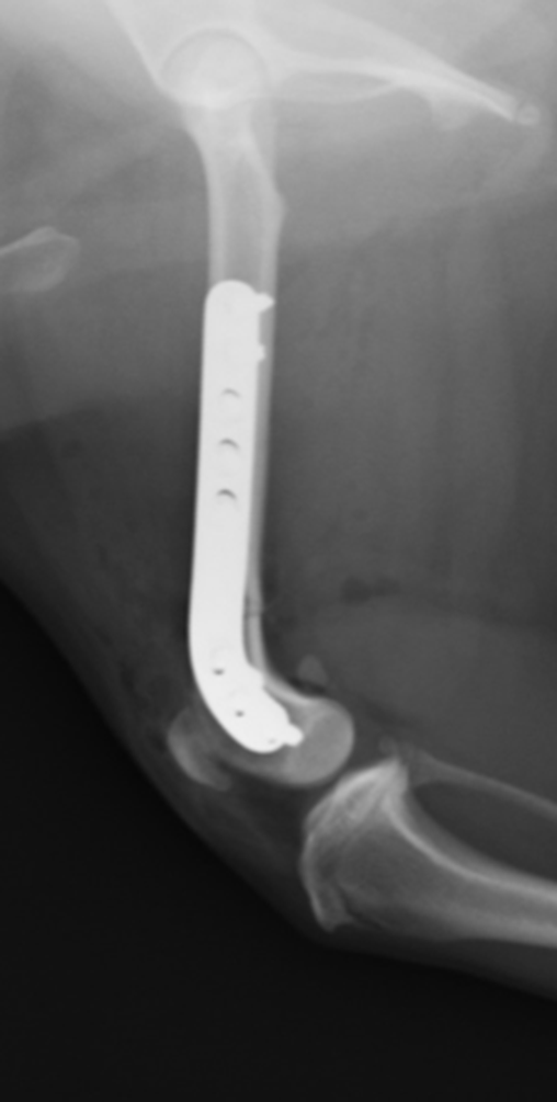 Radiographs showing post operative views of a dog