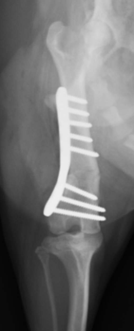 Radiographs showing post operative views of a dog that needed a complex femoral osteotomy