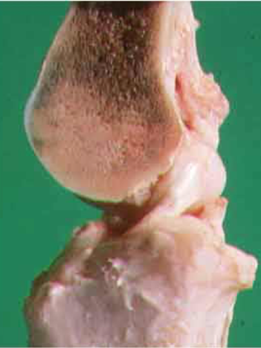 Cross sectional image through a canine stifle showing the cranial cruciate ligament The femur is at the top and the tibia on the bottom.