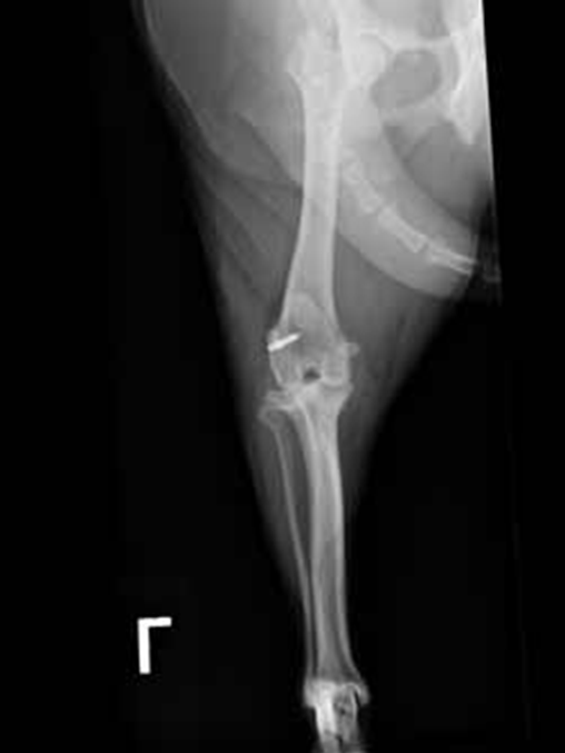 Fastak isometric suture in a small terrier