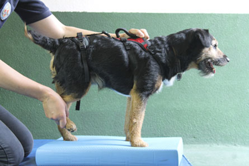 Animal Rehabilitation