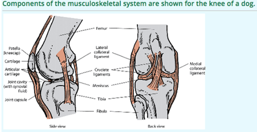 do dogs have knees