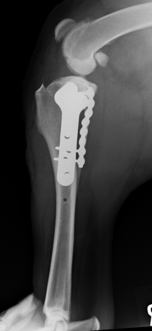 A much larger dog (50kg Retriever) using the Slocum’s method and double plated for security.